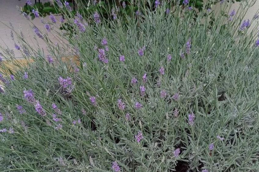 für 4 Personen ca. 60 m² in Milna auf Brac, Adriaküste Kroatien (Kroatisch - foto 47