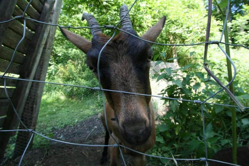 La Maison au Ruisseau - foto 35