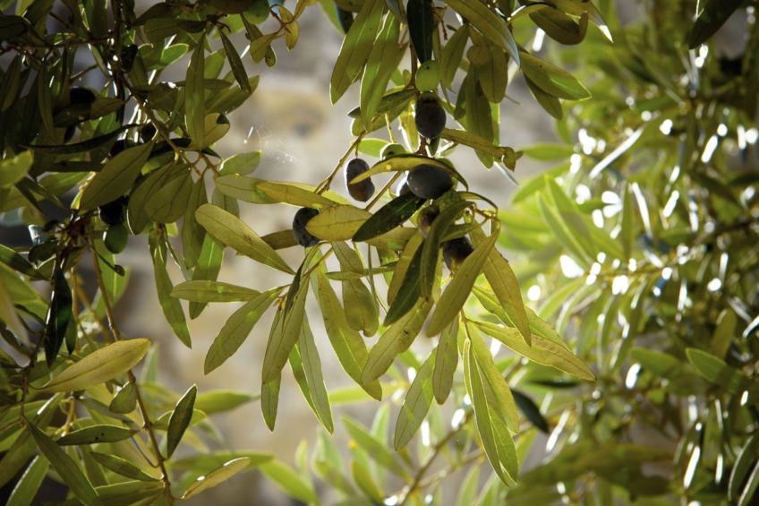 Charmantes Ferienhaus in Ciciano mit Grill, Garten und gemeinsamem Pool und Pan - foto 22