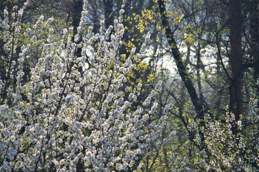 5-Sterne (Deutscher Tourismusverband) - Erholung wie ein König - - foto 27