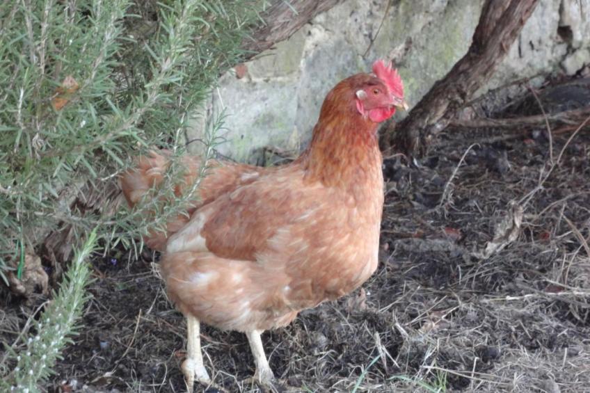Drei-Zimmer-Wohnung in einem Bauernhaus im Zentrum der Toskana - foto 19