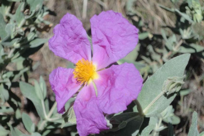 Locations-06 - Die Eugenie - foto 33