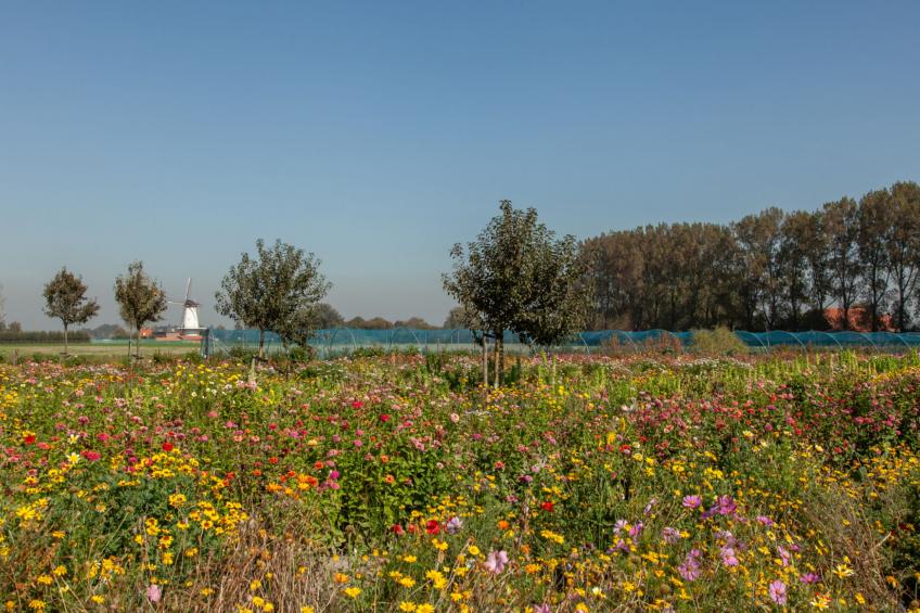 'T Bloemenhof Koudekerke - foto 21