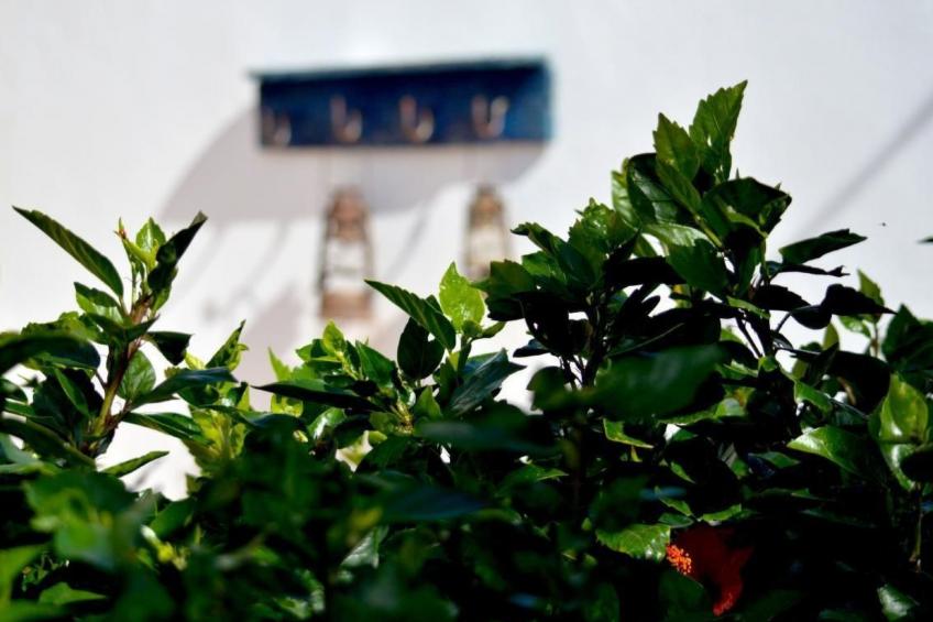 Appartement Casa Hibisco mit schönem Garten - foto 33