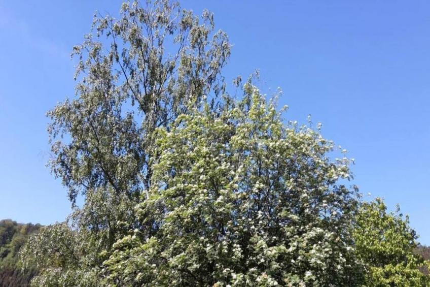 Bungalowpark Rien van den Broeke Village - foto 24