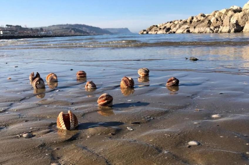 Vanessa Coccinella - foto 32