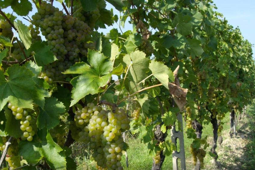 "Cascina Tabachera - foto 24