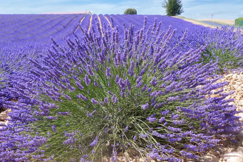 "Limounie" mit Terrasse - foto 18