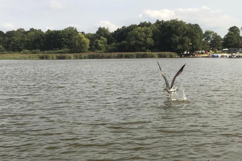 in Dahmen Terrasse und Grill - foto 30