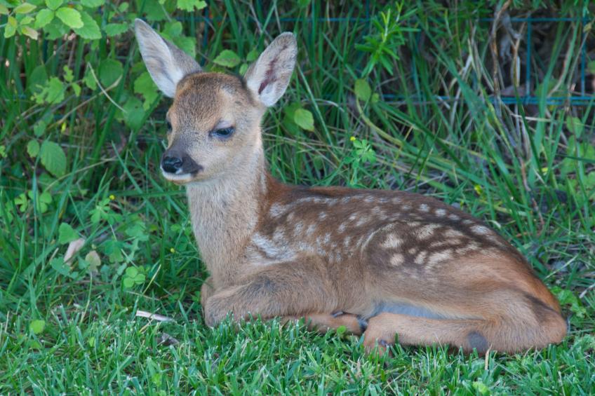 Wohnung in Figline Valdarno mit Gemeinschaftspool - foto 38