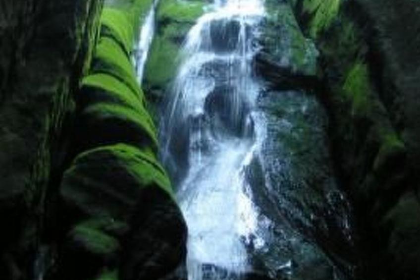 in natürlicher Umgebung - foto 20