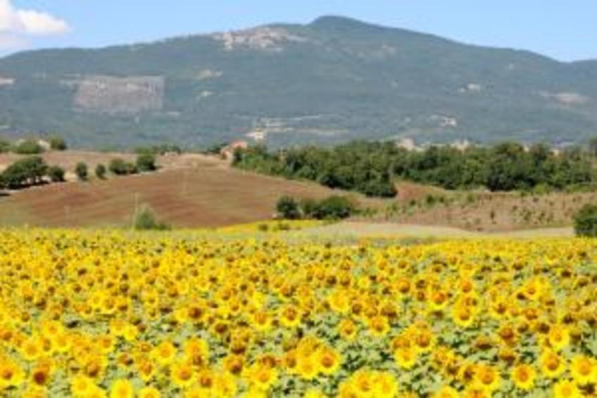 Poggio Casale - foto 33