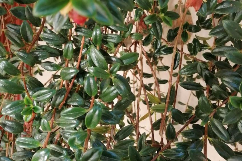 "El Laurel" - foto 42