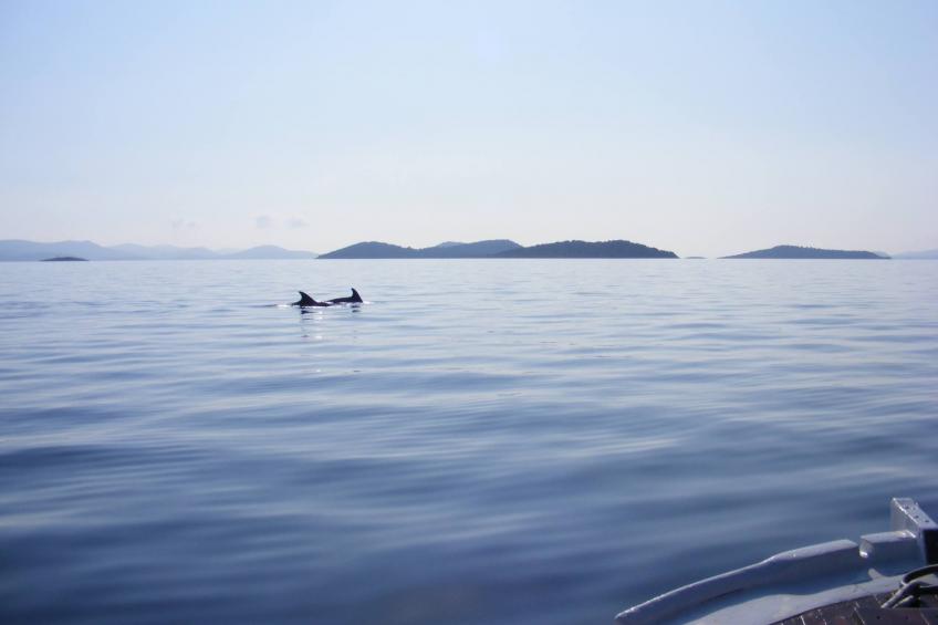 Paradise flair - foto 26