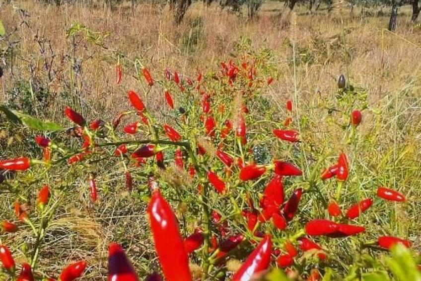 Tolles Reihenhaus im Olivenhain - foto 12
