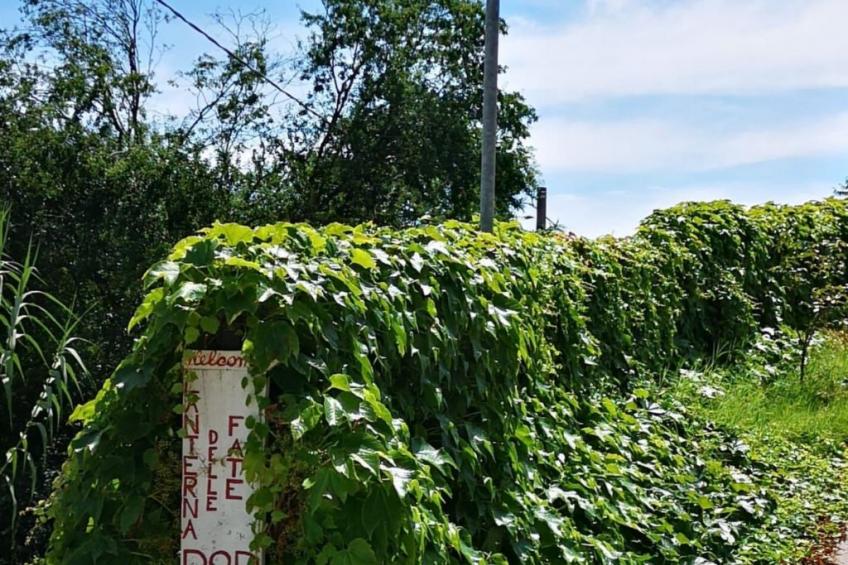 in Azzano D'asti mit Kleiner Terrasse - foto 40