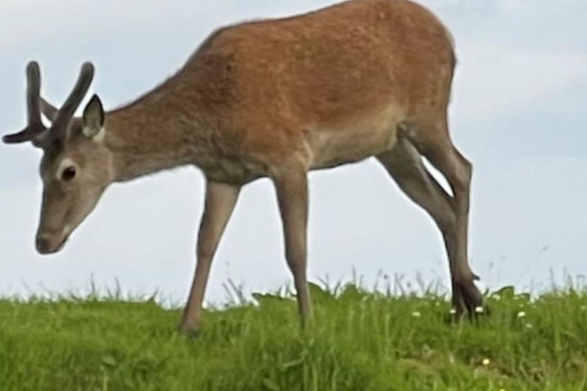 The Studio - foto 24