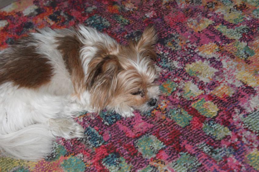 Bungalow Waldidyll - foto 27