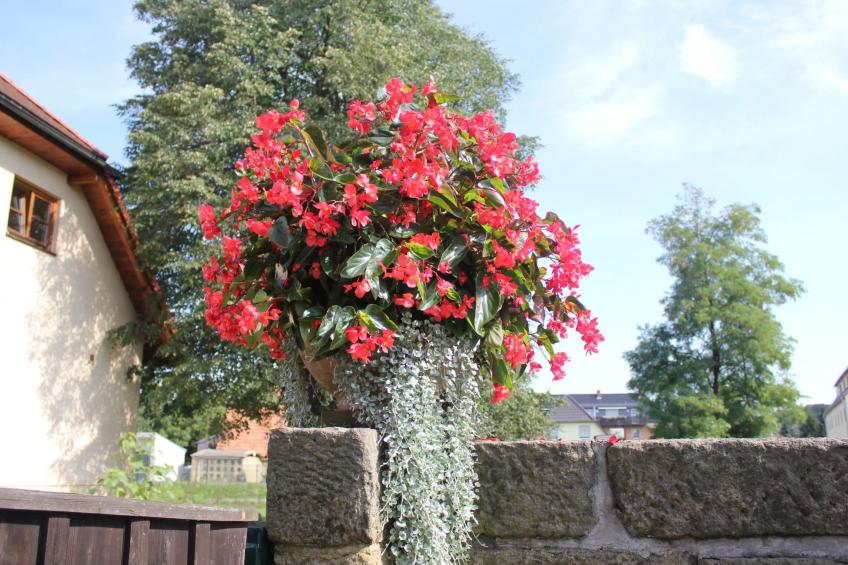 Fewo "Hanni" - foto 14