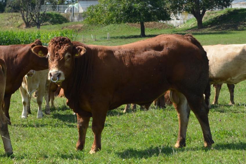 Wohnung "Rustique" - foto 17