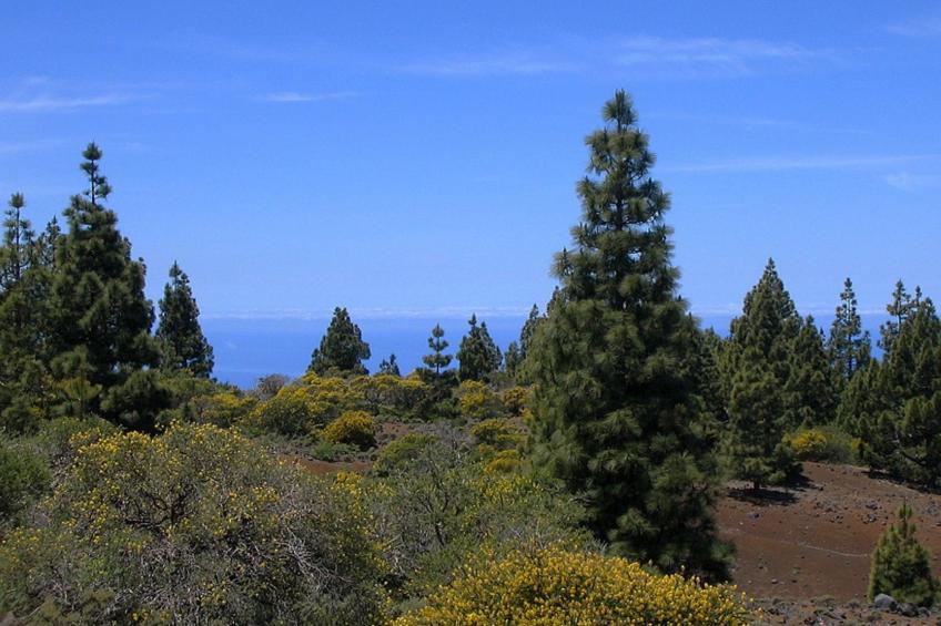 Nettes Ferienhaus in Tijarafe mit Privatem Pool und Panoramablick - foto 40