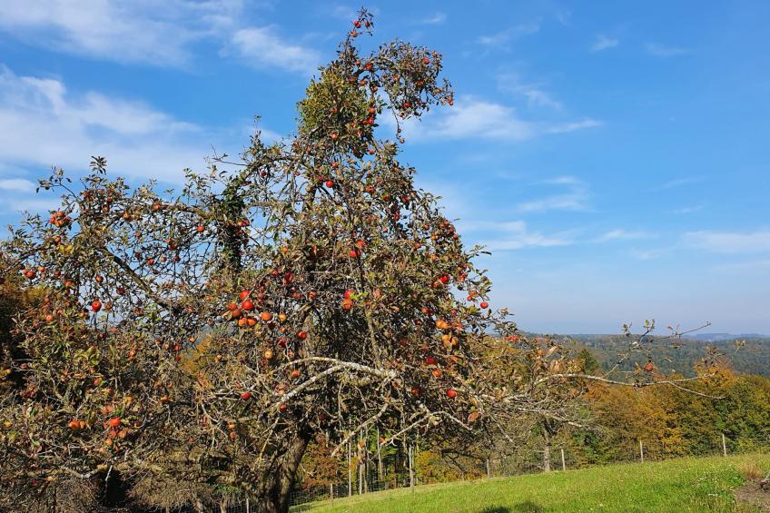 Appartement Apollo in der Wohlfühloase am Trausdorfberg mit Sauna Whirlpoolnutz - foto 20