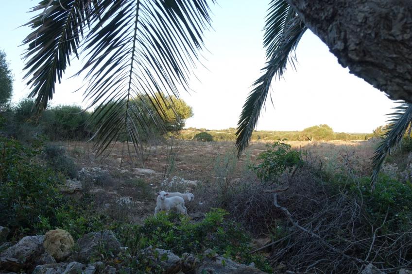 Casita Menorca Privé - foto 26