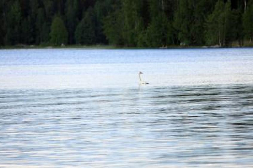 Pihlajatupa, rantahujon lomamökit - foto 17