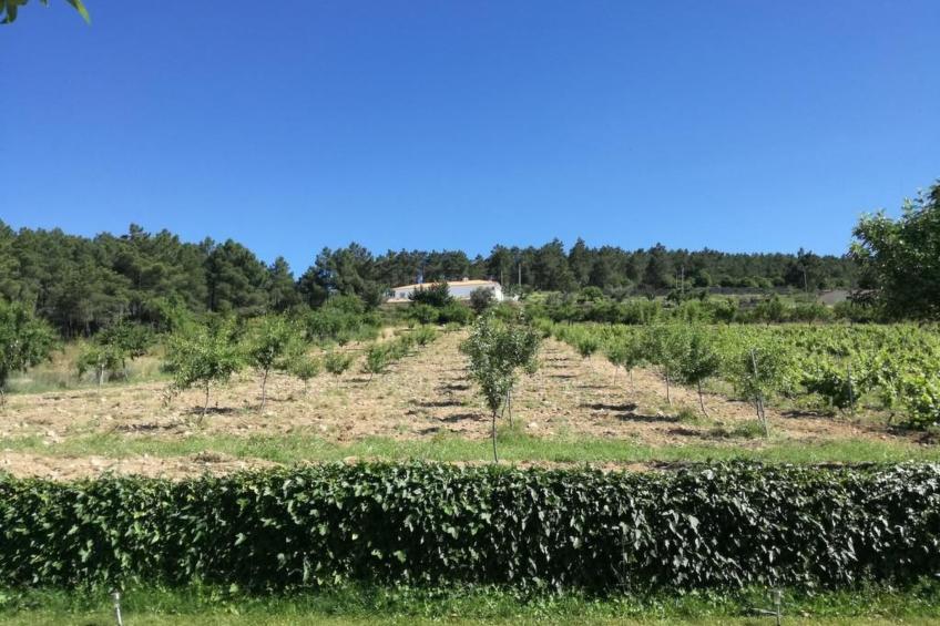 Träumende Aussichten im Douro - foto 45