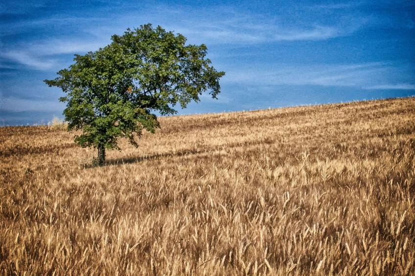 Das Walnusshaus - foto 24
