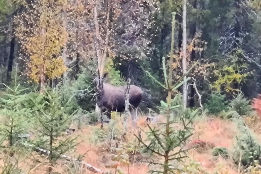 Haus-Lappland - foto 36