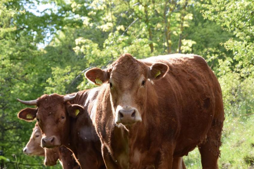 Stadt Apartement - foto 35