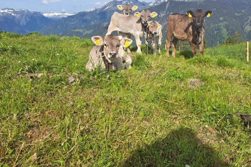 Tschudiberg - foto 12