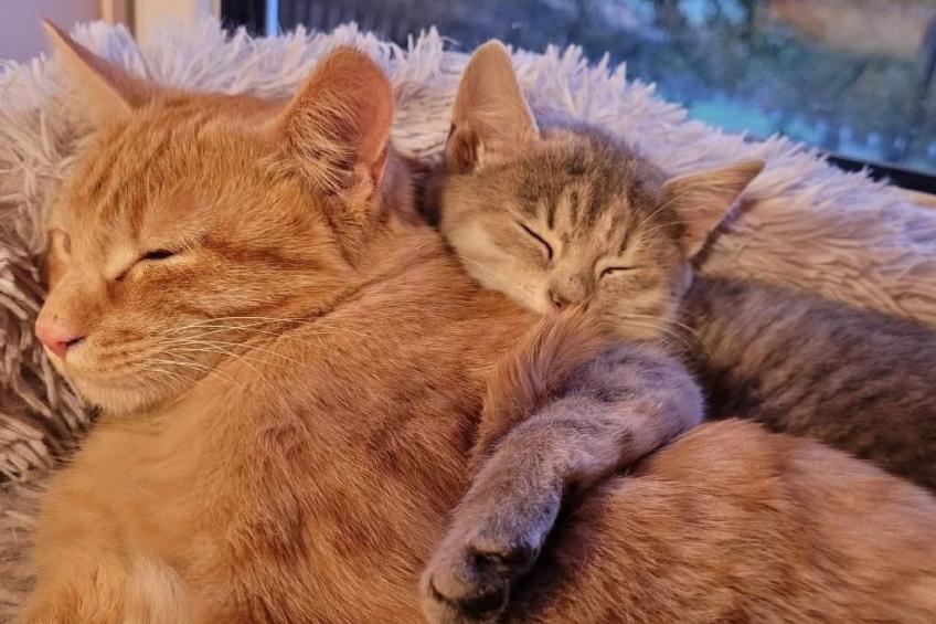 Chalet Staufenhof - foto 19