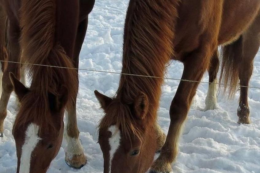 Burehof Waltrigen - foto 11