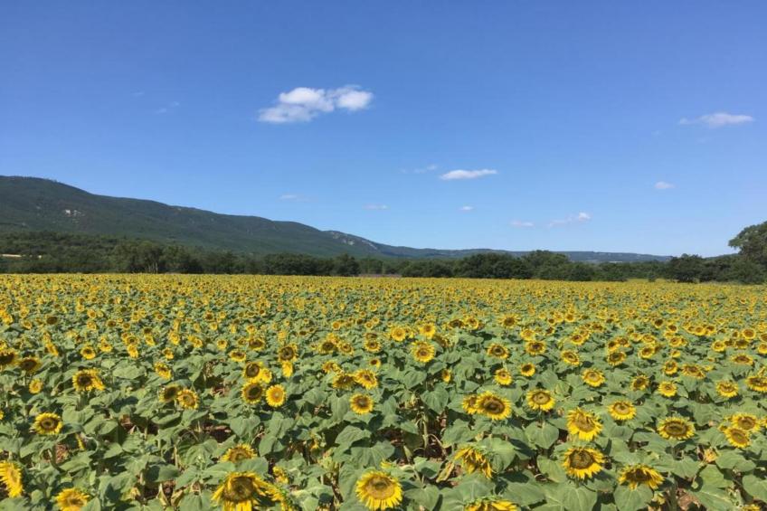 Villa Coda - foto 30