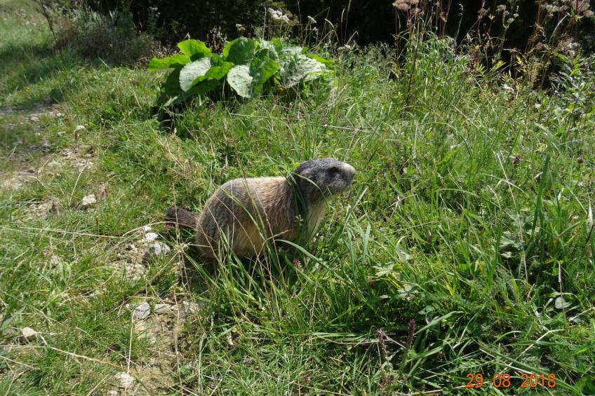 Bergchalet - foto 37