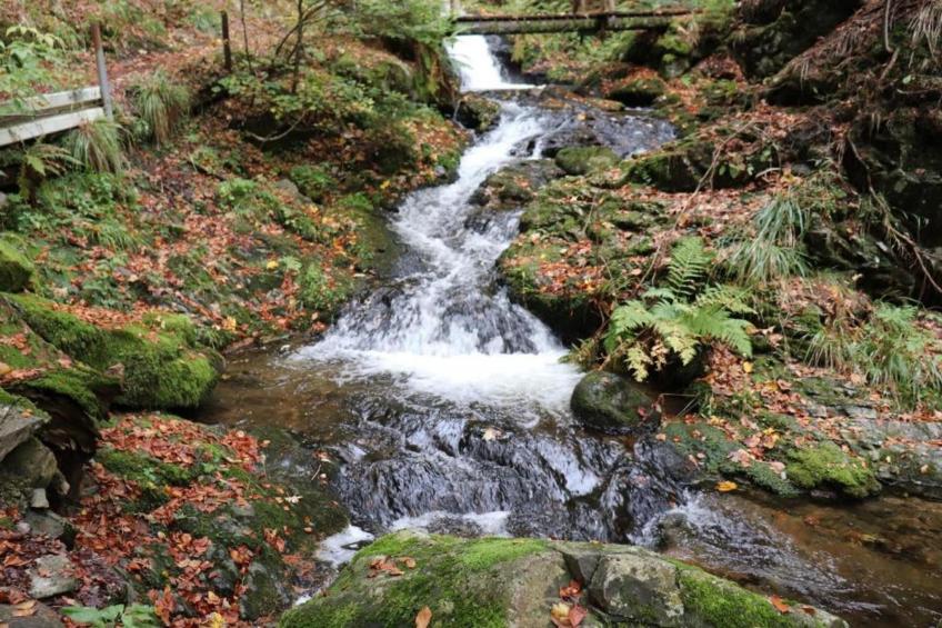 Schwarzwald - foto 37