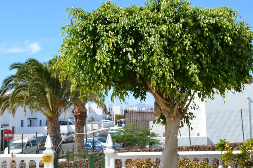 für 5 Personen ca. 65 m² in Puerto del Carmen, Lanzarote (Südküste von Lan - foto 30