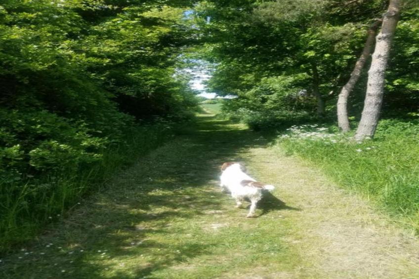 Wisteria at the Rookery - foto 33