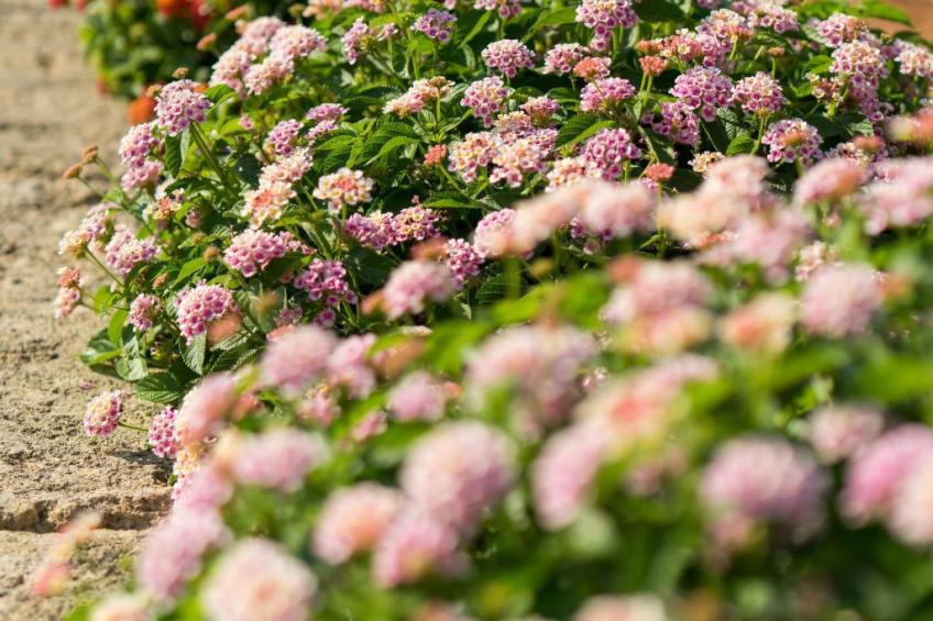 'Unità Mirto - foto 2