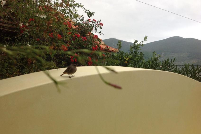 "Kyria Florenz" - foto 34