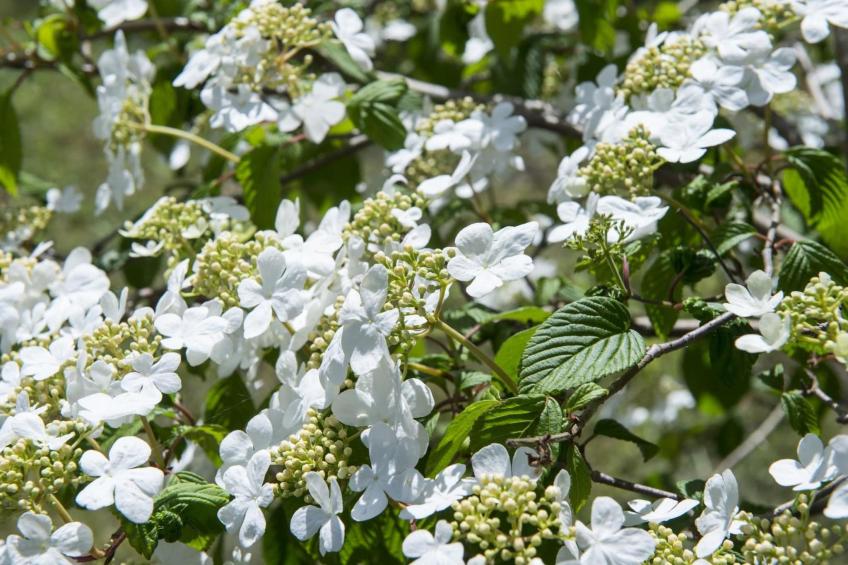 Bungalowpark Rien van den Broeke Village - foto 40