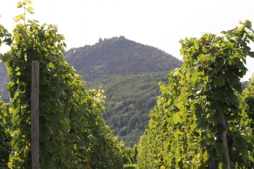 Magnifique Appartement Alsacien - foto 29