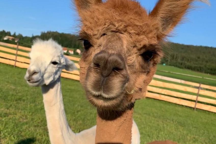 Zillendorf - foto 15