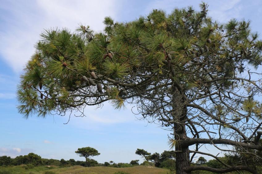 l'Escale dunes, Strände 20 Meter entfernt, Meerblick - foto 49