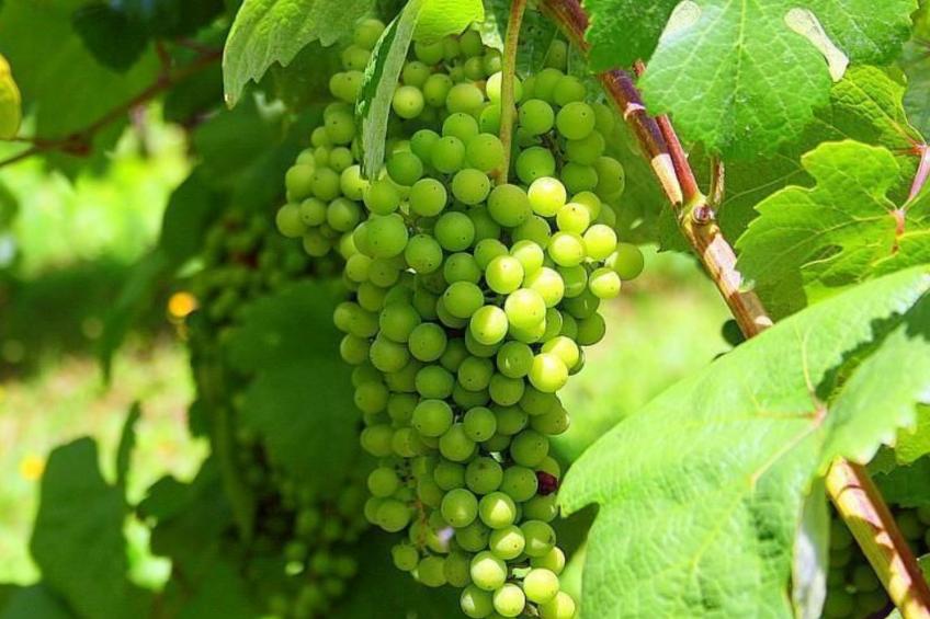 Ländliche Finca "Casa da Rocha" - foto 29