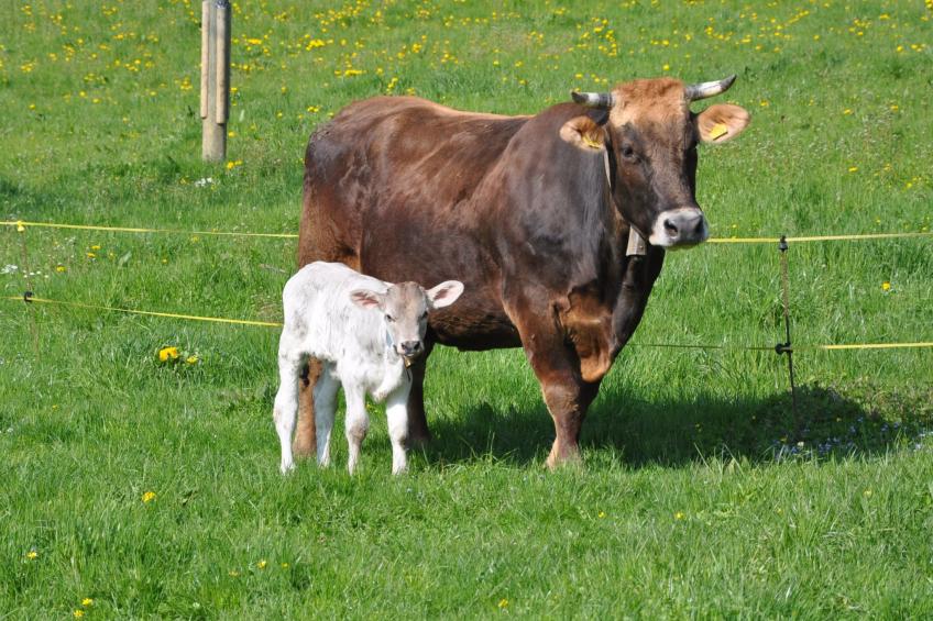 Hof Sagenmattli - foto 15