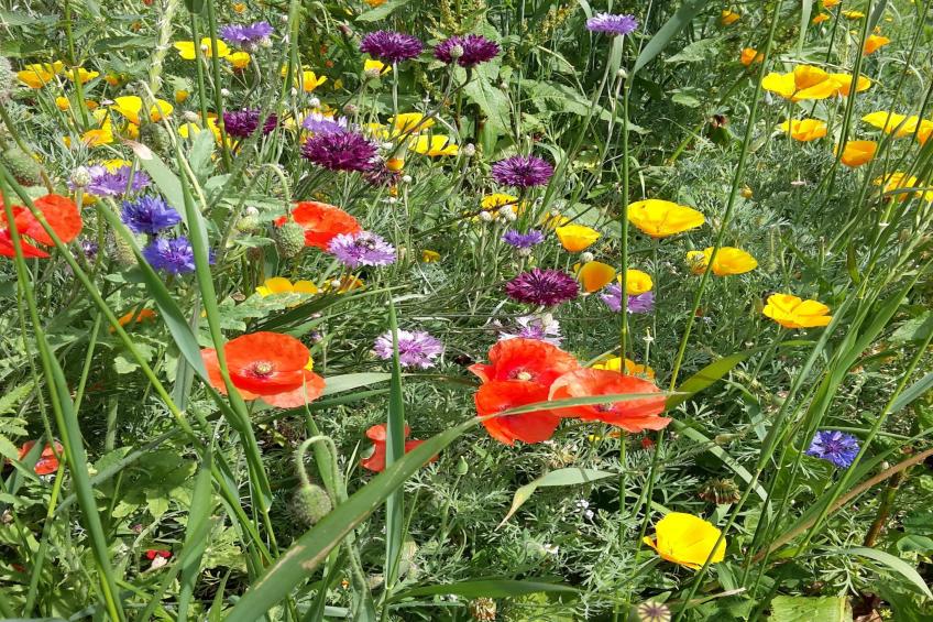 Zuckerbauernhof Weideblick - foto 30