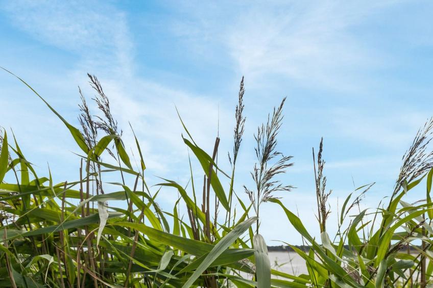 "Gjosche" - 50m from the sea in Bornholm - foto 3